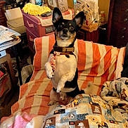 Sparky joined the competition — help win amazing prizes! alert, blanket, box, collar, couch, curious, decor, dog, drawer, fan, furniture, household_items, indoor, pet, quilt, room, small_dog, standing, striped_blanket, tie