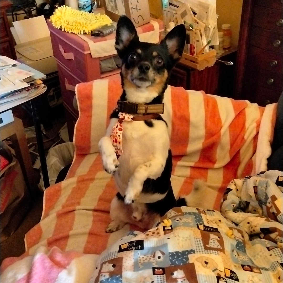 Sparky joined the competition — help win amazing prizes! alert, blanket, box, collar, couch, curious, decor, dog, drawer, fan, furniture, household_items, indoor, pet, quilt, room, small_dog, standing, striped_blanket, tie