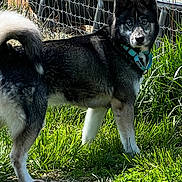 Freya joined the competition — help win amazing prizes! alert, animal, blue_eyes, canine, collar, daylight, dog, fence, fur, grass, greenery, husky, mammal, nature, outdoor, pet, portrait, standing, sunlight, tail