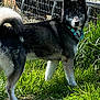 alert, animal, blue_eyes, canine, collar, daylight, dog, fence, fur, grass, greenery, husky, mammal, nature, outdoor, pet, portrait, standing, sunlight, tail