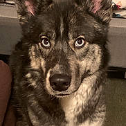Freya is registered to the contest to win money with this photo: dog, pet, indoor, close_up, fur, ears, eyes, carpet, bed, blanket, animal, canine, portrait, cute, alert, mammal, face, looking, sitting, companion