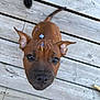 puppy, dog, brown, ears, wooden_deck, flower_petals, outdoor, pet, animal, cute, looking_up, whiskers, nose, tail, playful, young_dog, fur, close_up, adorable, pet_love