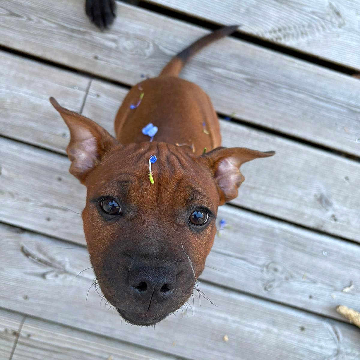 Aby participe au concours pour gagner de l'argent avec cette photo : adorable, animal, brown, close_up, cute, dog, ears, flower_petals, fur, looking_up, nose, outdoor, pet, pet_love, playful, puppy, tail, whiskers, wooden_deck, young_dog