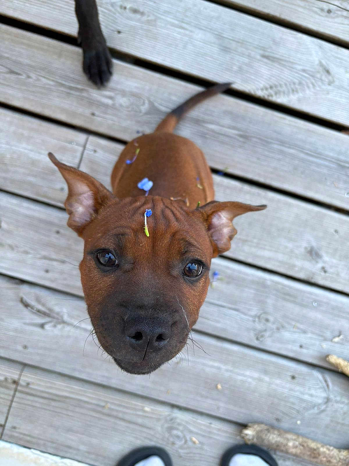 Aby participe au concours pour gagner de l'argent avec cette photo : puppy, dog, brown, ears, wooden_deck, flower_petals, outdoor, pet, animal, cute, looking_up, whiskers, nose, tail, playful, young_dog, fur, close_up, adorable, pet_love