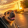 dog, car, sunset, outdoor, happy, pet, animal, window, raindrops, road, nature, golden_hour, smiling, canine, vehicle, street, sunlight, fur, head_out_window, joy