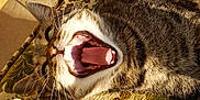 Chouby participe au concours pour gagner de l'argent avec cette photo : animal, cat, chair, close_up, cushion, ears, fur, indoor, mouth, mouth_open, patterned_fabric, pet, relaxing, sleepy, sunlight, tabby, tile_floor, tongue, whiskers, yawning