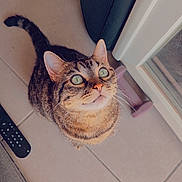 Chouby participe au concours pour gagner de l'argent avec cette photo : animal, cat, close_up, curious, cute, domestic_animal, ears, feline, floor, green_eyes, household, indoor, looking_up, pet, remote_control, speaker, tabby, tail, tile, whiskers