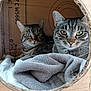 animal, blanket, cardboard_box, cat, close_up, comfortable, cozy, cute, ears, feline, fur, home, indoor, looking_at_camera, pet, resting, soft_texture, tabby_cat, two_animals, whiskers