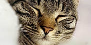 Chouwy a rejoint le concours — aidez-le/la à gagner de superbes lots ! animal, blurred_background, cat, close_up, cozy, cute, domestic_animal, ears, feline, fur, indoor, mammal, nose, peaceful, pet, resting, sleeping, soft, tabby, whiskers