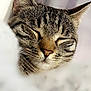 animal, blurred_background, cat, close_up, cozy, cute, domestic_animal, ears, feline, fur, indoor, mammal, nose, peaceful, pet, resting, sleeping, soft, tabby, whiskers