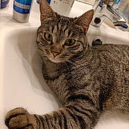 Chouwy participe au concours pour gagner de l'argent avec cette photo : animal, bathroom, cat, closeup, container, domestic_animal, ears, eyes, face, feline, fur, household, paw, pet, relaxed, sink, striped, tabby_cat, tap, whiskers