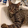 animal, bathroom, cat, closeup, container, domestic_animal, ears, eyes, face, feline, fur, household, paw, pet, relaxed, sink, striped, tabby_cat, tap, whiskers