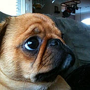 Beau joined the competition — help win amazing prizes! dog, puppy, close_up, cute, indoor, couch, brown_fur, big_eyes, pet, animal, funny_expression, portrait, small_dog, face, fur, household, living_room, looking_sideways, domestic_animal, companion