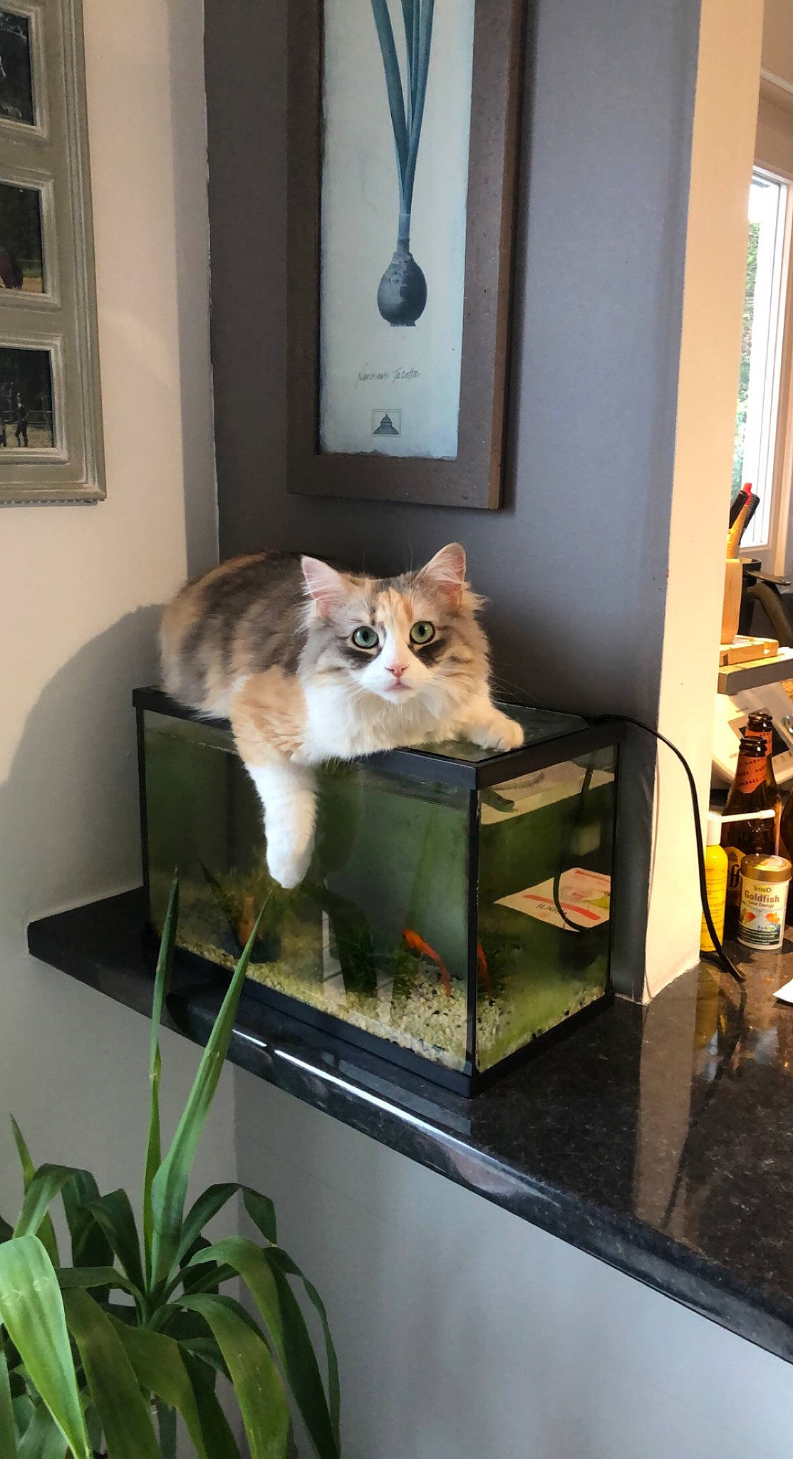 Rumba a rejoint le concours — aidez-le/la à gagner de superbes lots ! carnivore, cat, cat_supply, chair, domestic_short_haired_cat, fawn, felidae, flowerpot, houseplant, interior_design, picture_frame, plant, room, shelf, shelving, small_to_medium_sized_cats, tail, whiskers, window, wood