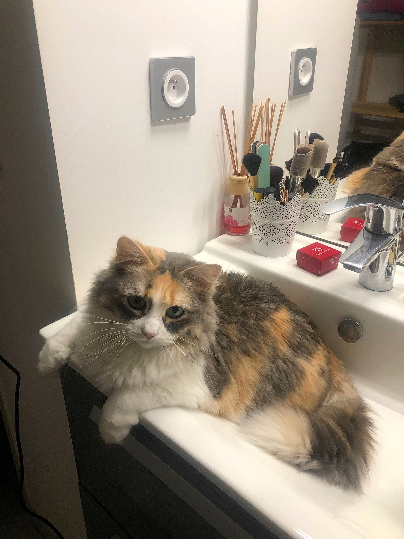 Rumba participe au concours pour gagner de l'argent avec cette photo : brush, cabinetry, carnivore, cat, chair, chest_of_drawers, domestic_short_haired_cat, drawer, felidae, fur, hardwood, plant, room, sink, small_to_medium_sized_cats, tail, tap, terrestrial_animal, whiskers, wood