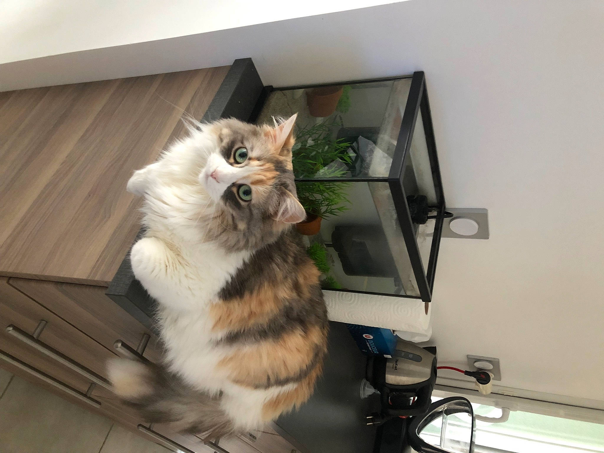Rumba participe au concours pour gagner de l'argent avec cette photo : carnivore, cat, companion_dog, domestic_short_haired_cat, felidae, flooring, fur, hardwood, home_appliance, house, major_appliance, paw, ragdoll, room, shelf, small_to_medium_sized_cats, tail, television, whiskers, wood