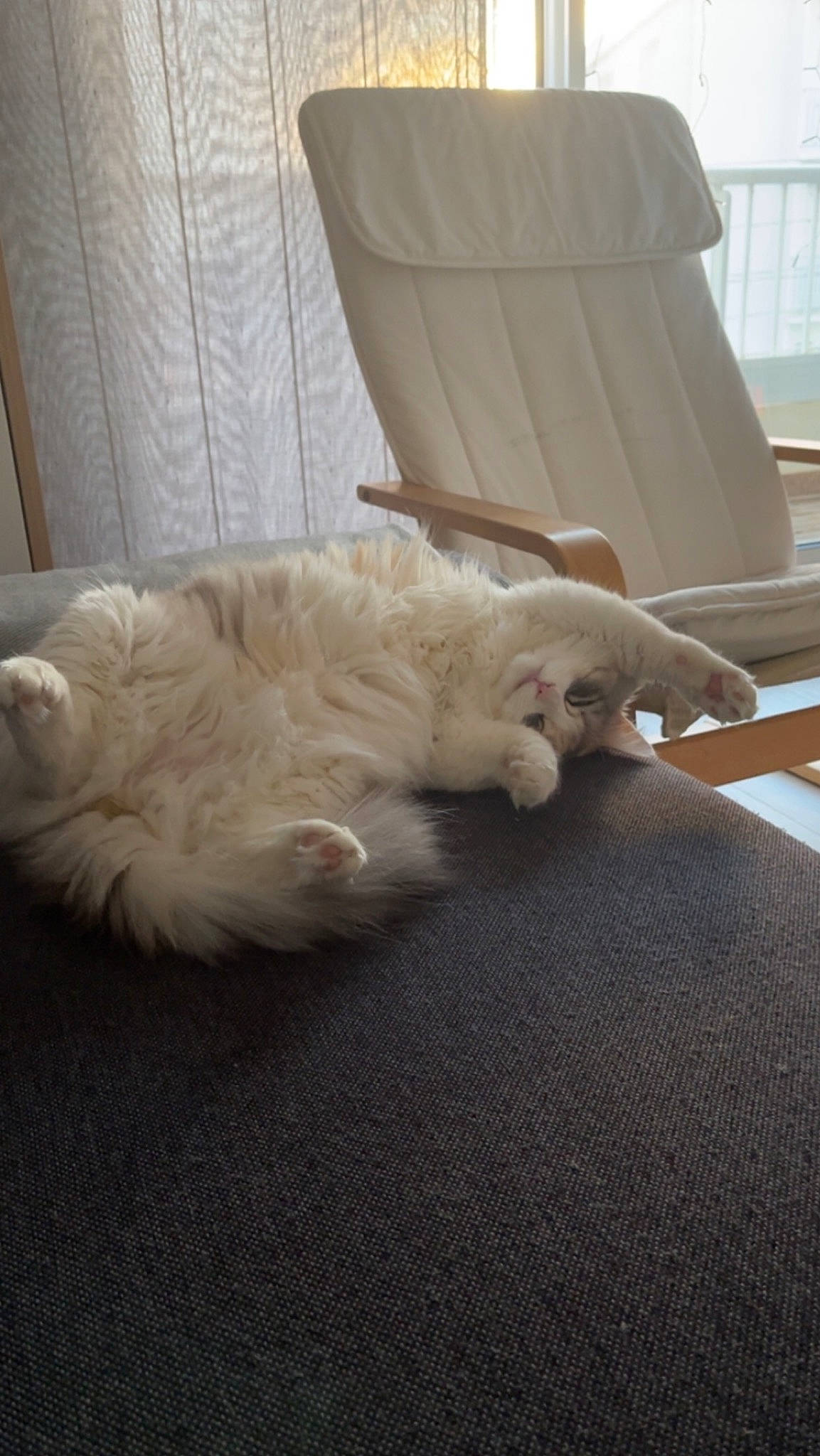 Rumba a rejoint le concours — aidez-le/la à gagner de superbes lots ! canidae, carnivore, cat, chair, claw, comfort, companion_dog, dog_breed, fawn, felidae, flooring, fur, hardwood, nap, paw, small_to_medium_sized_cats, sporting_group, tail, whiskers, wood