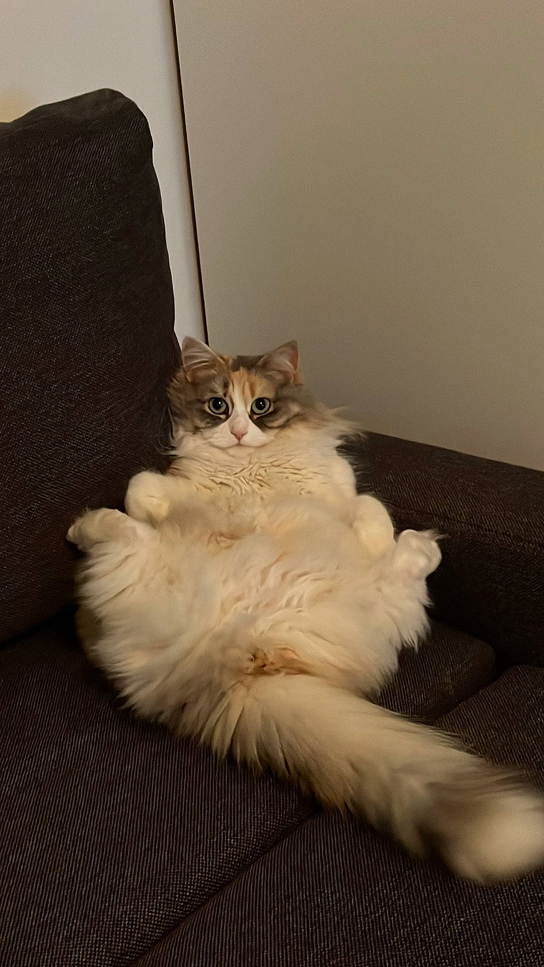 Rumba a rejoint le concours — aidez-le/la à gagner de superbes lots ! cabinetry, carnivore, cat, chair, claw, comfort, couch, drawer, fawn, felidae, flooring, fur, hardwood, paw, sitting, small_to_medium_sized_cats, tail, whiskers, window, wood