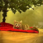 Whittle Whips joined the competition — help win amazing prizes! cat, kitten, christmas_tree, red_tree_skirt, floor, indoor, holiday_lights, decorations, pet, fur, wood_floor, cozy, festive, greenery, domestic_animal, curious, lying_down, soft_lighting, background_blur, cute