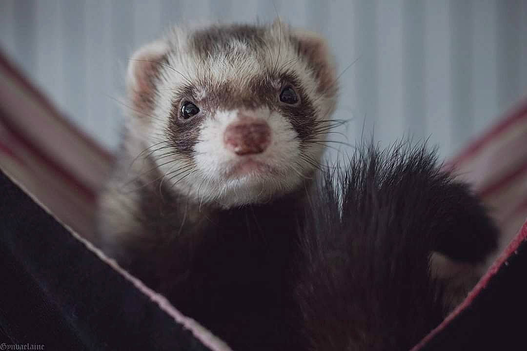 Fenrir participe au concours pour gagner de l'argent avec cette photo : american_mink, black_footed_ferret, carnivore, eye, ferret, fisher, fur, mammal, marten, mink, mustelidae, mustelinae, polecat, snout, terrestrial_animal, vertebrate, viverridae, weasel, whiskers, wildlife