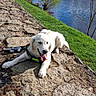dog, puppy, white_dog, golden_retriever, stone_path, river, grass, outdoor, nature, sunny, panting, happy, pet, animal, water, daylight, canine, leash, resting, scenic