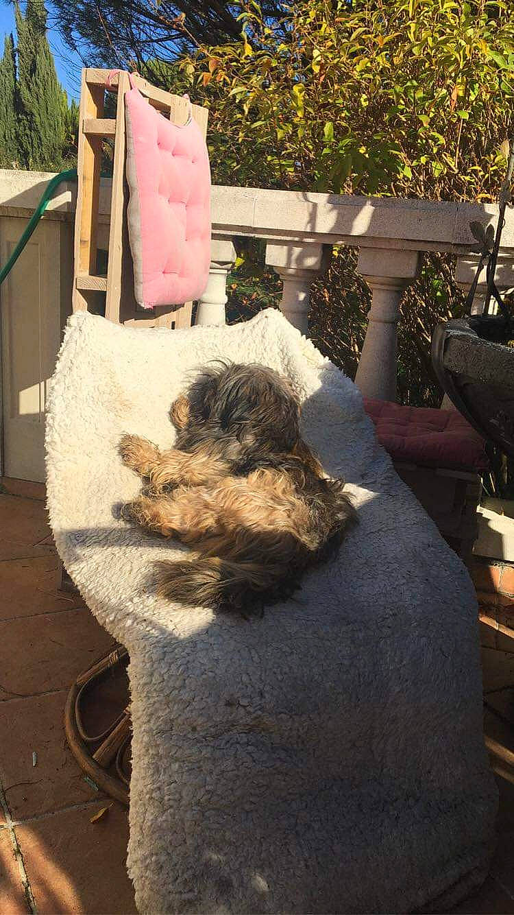 Kikinou a rejoint le concours — aidez-le/la à gagner de superbes lots ! art, felidae, font, fur, garden, grass, linens, plant, rock, room, sitting, small_to_medium_sized_cats, soil, tail, throw_pillow, toy, trunk, winter, wood, wool