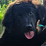 dog, puppy, black_fur, tongue_out, close_up, pet, animal, cute, fluffy, outdoor, greenery, nature, collar, young_dog, face, fur, adorable, eyes, portrait, sunlight