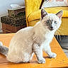 Bambou a rejoint le concours — aidez-le/la à gagner de superbes lots ! blue_eyes, cat, cream_fur, cushion, footstool, furniture, indoor, kitten, leopard_print, living_room, natural_light, pet_photography, pointed_ears, portrait, sitting, tissue_box, whiskers, white_fur, wooden_table, yellow_chair