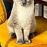 Bambou participe au concours pour gagner de l'argent avec cette photo : cat, kitten, blue_eyes, fluffy, sitting, portrait, indoor, chair, yellow_chair, mustard_color, furniture, wood, floor, home, pet, animal, upright, serious_expression, long_whiskers, close_up