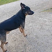 Snow a rejoint le concours — aidez-le/la à gagner de superbes lots ! accessories, animal, canine, chihuahua, dog, germanshepherd, hound, leash, pet, policedog, puppy, road, slate, strap, tarmac, tire