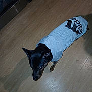 Snow a rejoint le concours — aidez-le/la à gagner de superbes lots ! adidas, animal, black_dog, brown_floor, candid, canine, casual, clothing, dog, domestic_animal, flooring, footwear, household, indoor, looking_down, pet, shadow, shirt, standing, wooden_floor