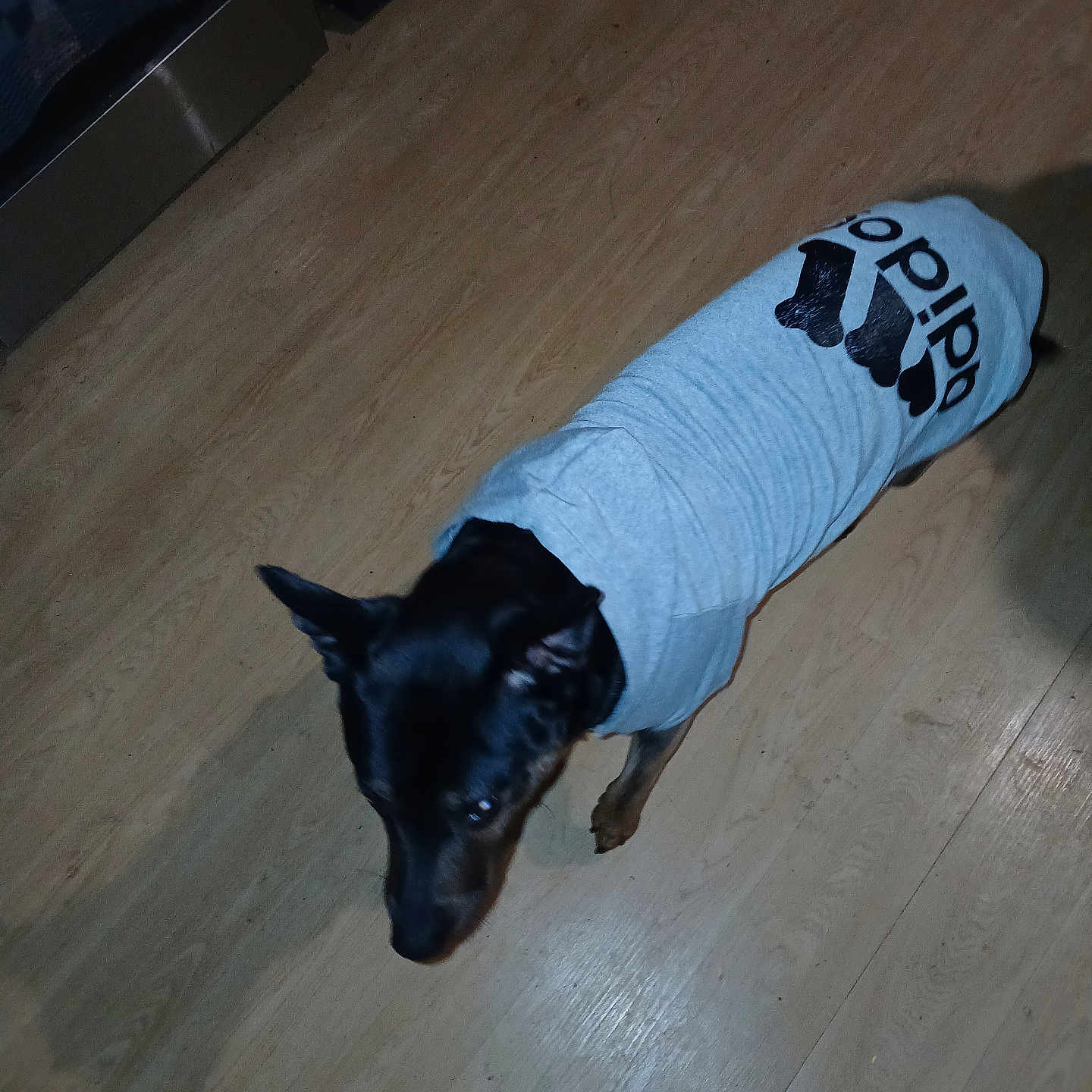 Snow a rejoint le concours — aidez-le/la à gagner de superbes lots ! adidas, animal, black_dog, brown_floor, candid, canine, casual, clothing, dog, domestic_animal, flooring, footwear, household, indoor, looking_down, pet, shadow, shirt, standing, wooden_floor