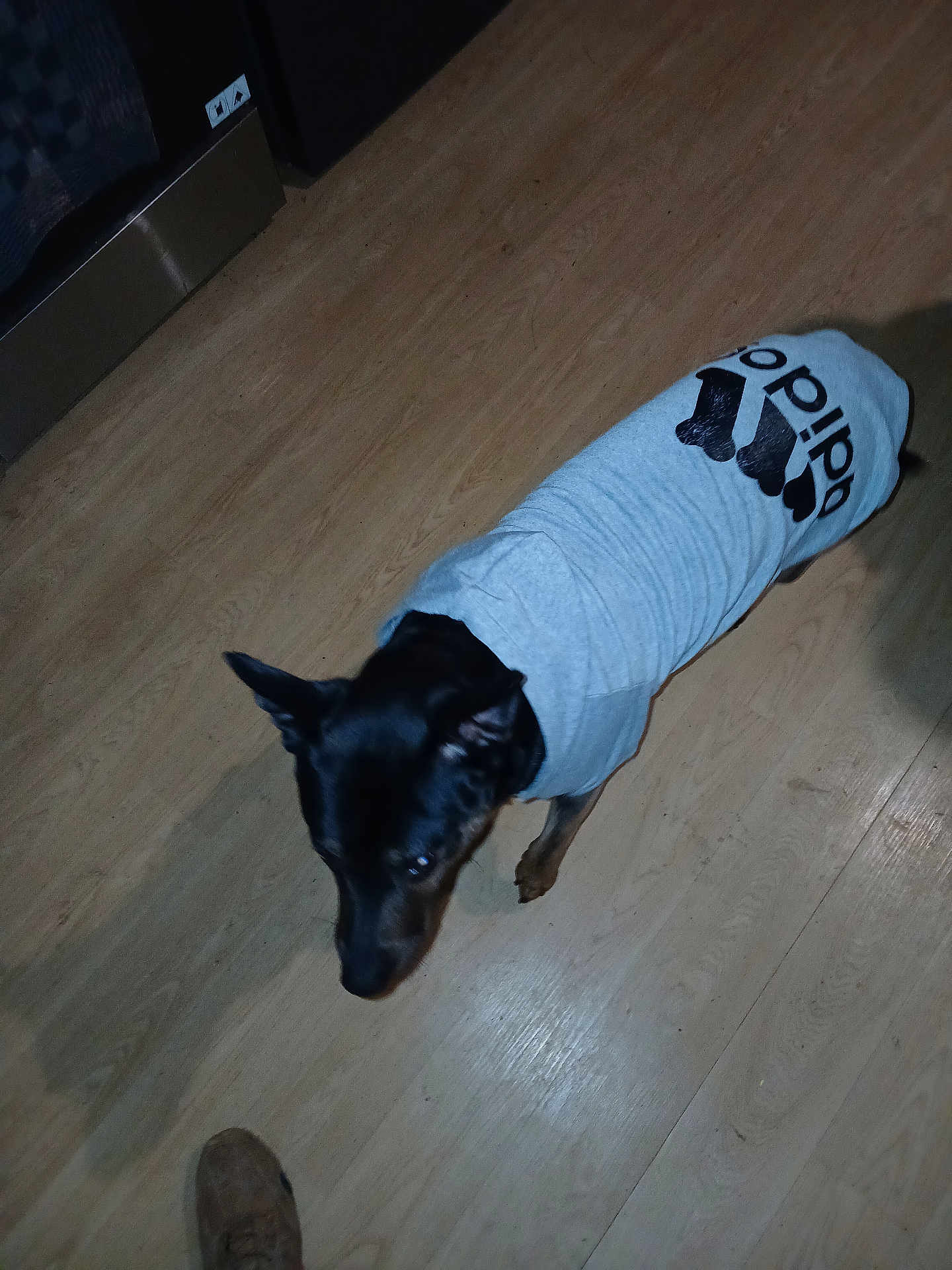 Snow a rejoint le concours — aidez-le/la à gagner de superbes lots ! adidas, animal, black_dog, brown_floor, candid, canine, casual, clothing, dog, domestic_animal, flooring, footwear, household, indoor, looking_down, pet, shadow, shirt, standing, wooden_floor