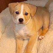 Willow Jane is registered to the contest to win money with this photo: adorable, animal, canine, companion, cute, dog, ears, fluffy_bed, fur, indoor, looking, nose, paws, pet_bed, puppy, resting, tail, tan_coat, white_coat, young_dog