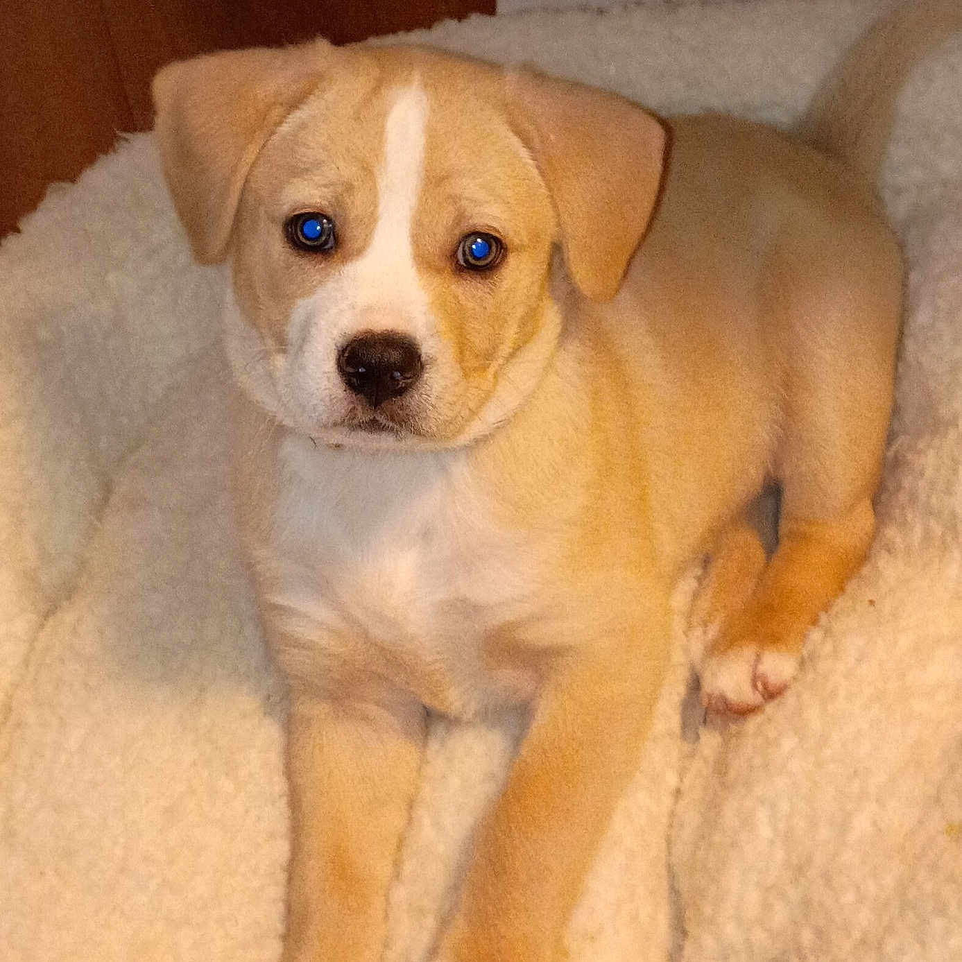 Willow Jane is registered to the contest to win money with this photo: adorable, animal, canine, companion, cute, dog, ears, fluffy_bed, fur, indoor, looking, nose, paws, pet_bed, puppy, resting, tail, tan_coat, white_coat, young_dog