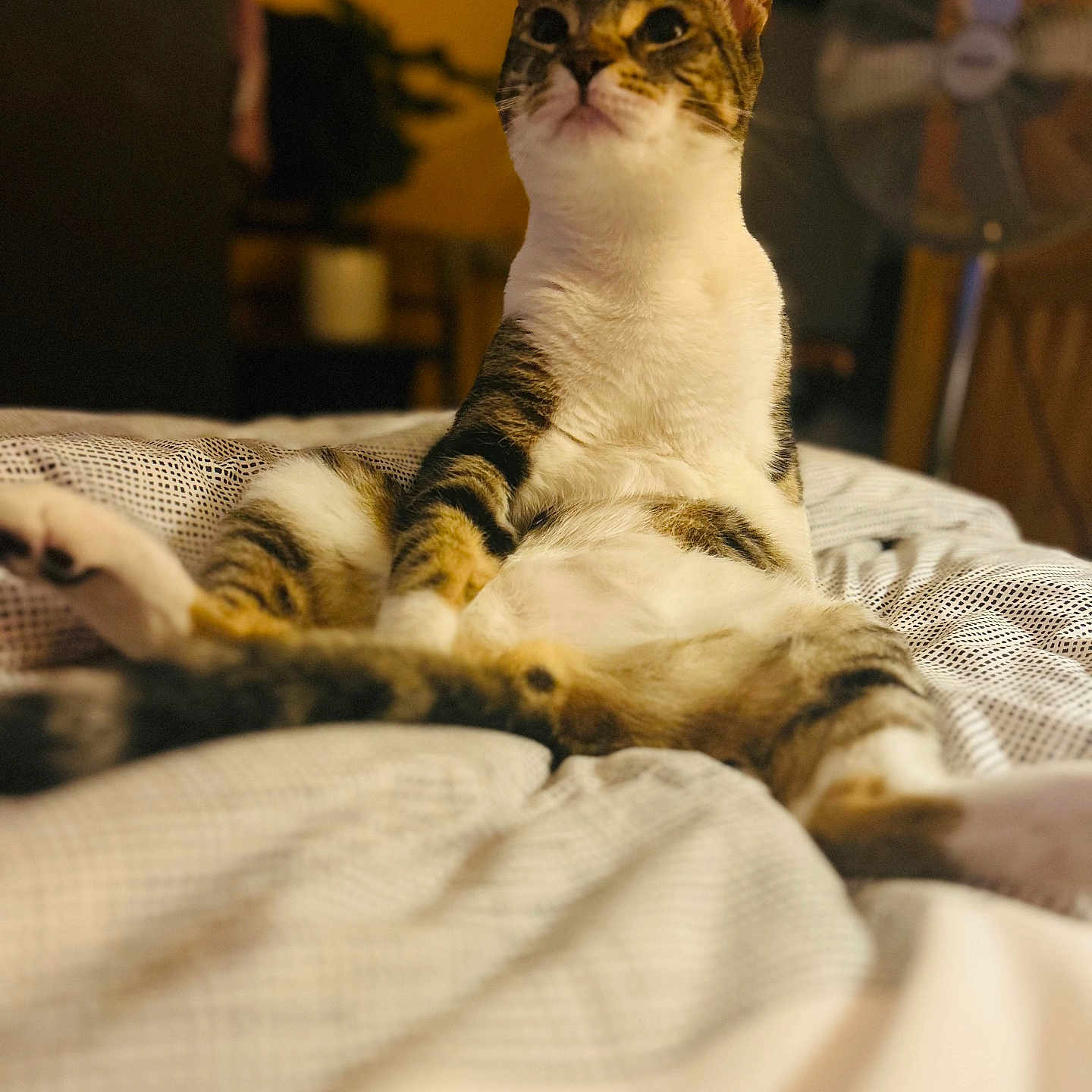 Zeus joined the competition — help win amazing prizes! animal, bed, blurred_background, cat, comfort, cozy, cute, domestic_animal, ears, fan, feline, fur, indoor, pet, relaxed, resting, striped, tabby, whiskers, yellow_wall