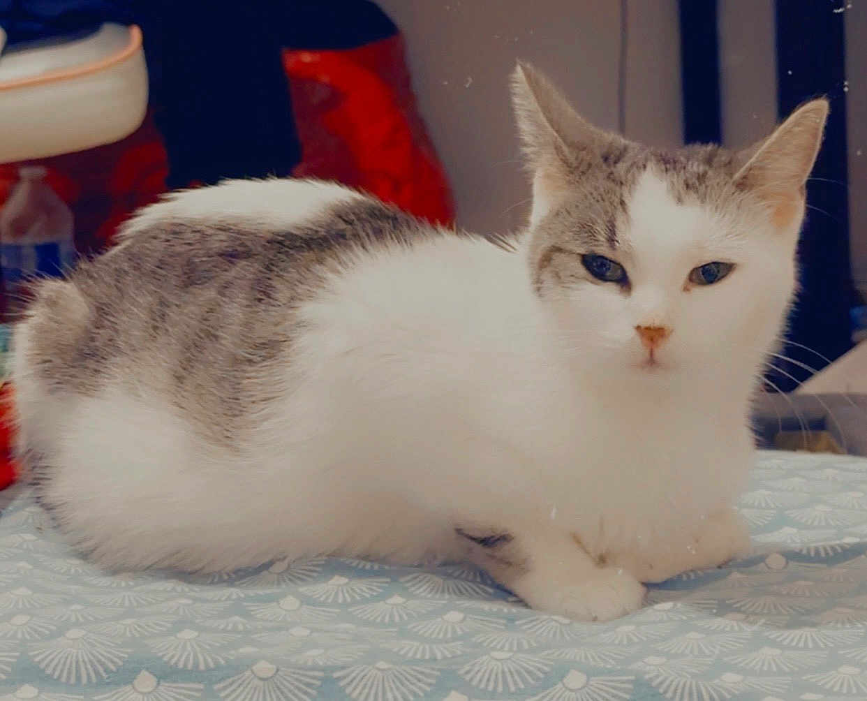Mila a rejoint le concours — aidez-le/la à gagner de superbes lots ! cat, animal, pet, feline, white, gray, fur, indoor, resting, blanket, pattern, calm, cute, whiskers, ears, face, eyes, soft, sleepy, closeup