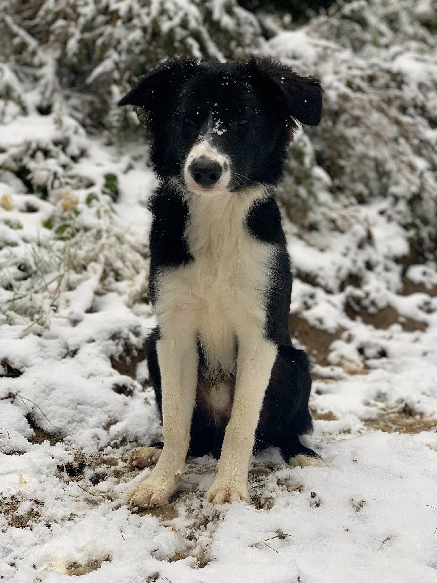 Spyk participe au concours pour gagner de l'argent avec cette photo : carnivore, companion_dog, dog, dog_breed, fawn, fur, monochrome, monochrome_photography, plant, snout, snow, soil, sporting_group, tail, terrestrial_animal, terrier, toy_dog, whiskers, working_animal, working_dog