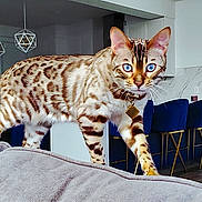 Matcha is registered to the contest to win money with this photo: animal, bar_stools, bengal_cat, blue_eyes, cat, collar, couch, decor, domestic_cat, feline, flooring, furniture, gray_couch, house_pet, indoor, living_room, modern_kitchen, pet, walking, whiskers
