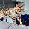 animal, bar_stools, bengal_cat, blue_eyes, cat, collar, couch, decor, domestic_cat, feline, flooring, furniture, gray_couch, house_pet, indoor, living_room, modern_kitchen, pet, walking, whiskers