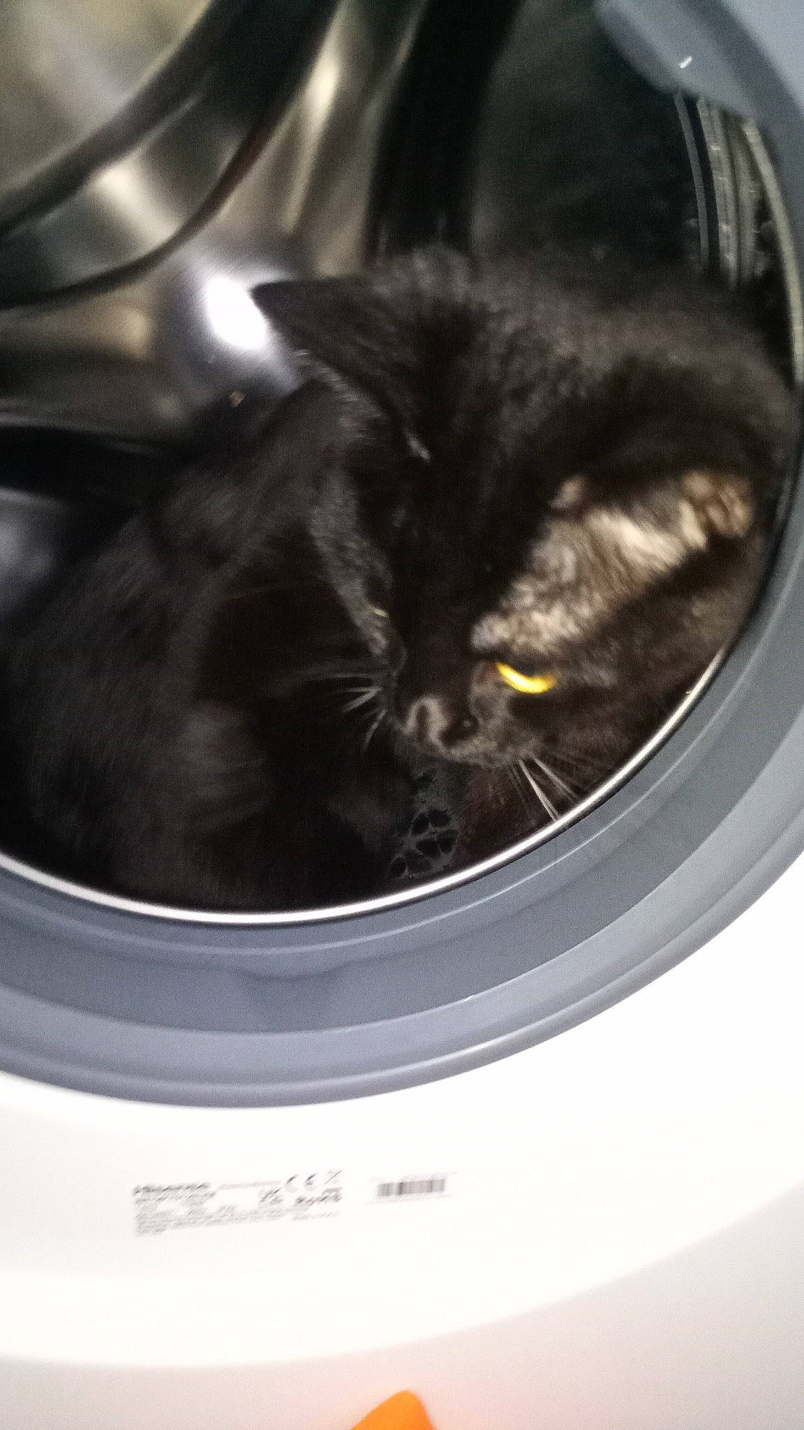 Hades is registered to the contest to win money with this photo: auto_part, automotive_tire, black_cat, carnivore, cat, claw, comfort, domestic_short_haired_cat, felidae, fur, kitchen_utensil, metal, rim, small_to_medium_sized_cats, snout, tail, terrestrial_animal, whiskers