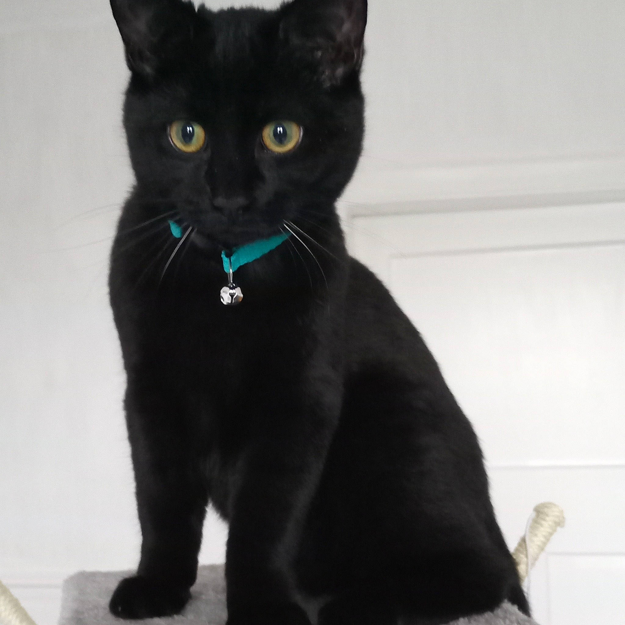 Hades joined the competition — help win amazing prizes! black_cat, bombay, carnivore, cat, claw, domestic_short_haired_cat, electric_blue, felidae, fur, havana_brown, paw, small_to_medium_sized_cats, snout, tail, terrestrial_animal, whiskers