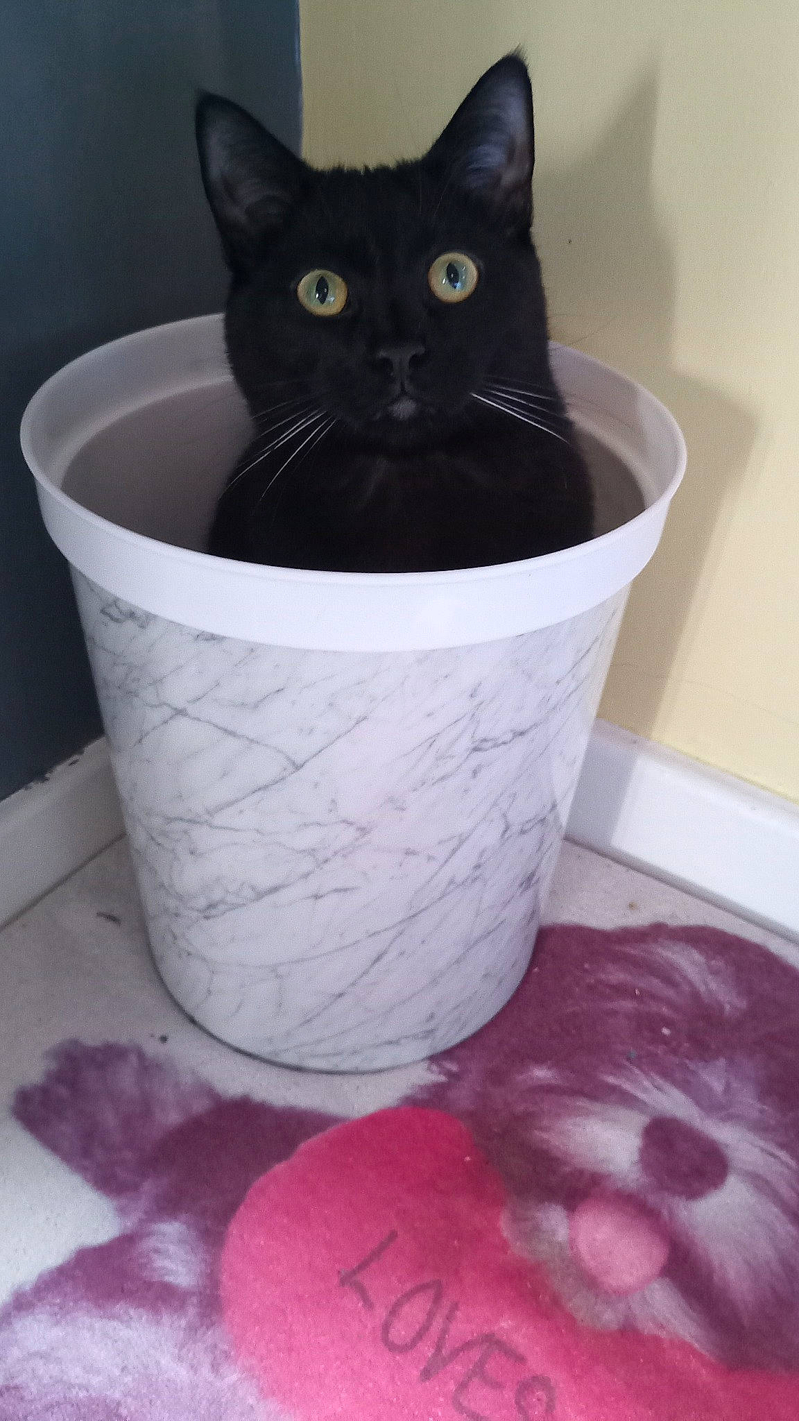 Hades is registered to the contest to win money with this photo: black_cat, blue, bombay, box, bucket, carnivore, cat, cat_supply, domestic_short_haired_cat, felidae, fur, magenta, small_to_medium_sized_cats, snout, tail, whiskers, white, window