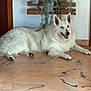 dog, white_dog, lying_down, floor, marble_floor, plant, hanging_plant, wooden_rack, indoor, smiling, pet, fur, ears, paw, relaxed, home, wall, greenery, canine, domestic_animal