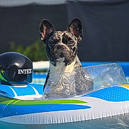 Oscar a rejoint le concours — aidez-le/la à gagner de superbes lots ! dog, french_bulldog, inflatable_float, pool, water, summer, pet, outdoor, sunlight, blue, black, white, green, plastic, animal, cute, swimming_pool, relaxation, vacation, portrait
