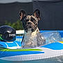 dog, french_bulldog, inflatable_float, pool, water, summer, pet, outdoor, sunlight, blue, black, white, green, plastic, animal, cute, swimming_pool, relaxation, vacation, portrait