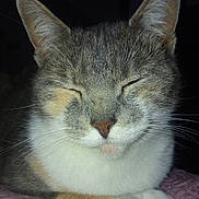Nenette participe au concours pour gagner de l'argent avec cette photo : aegean_cat, american_wirehair, asian, australian_mist, burmilla, carnivore, cat, domestic_short_haired_cat, ear, european_shorthair, felidae, kitten, mammal, nose, ojos_azules, polydactyl_cat, small_to_medium_sized_cats, snout, tabby_cat, whiskers