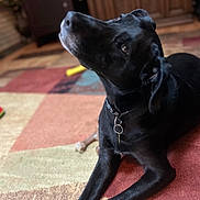 Chloe joined the competition — help win amazing prizes! dog, black_dog, pet, animal, canine, lying_down, sitting, head_tilt, collar, indoor, living_room, rug, wooden_floor, cabinet, home, portrait, closeup, black_fur, alert, cute