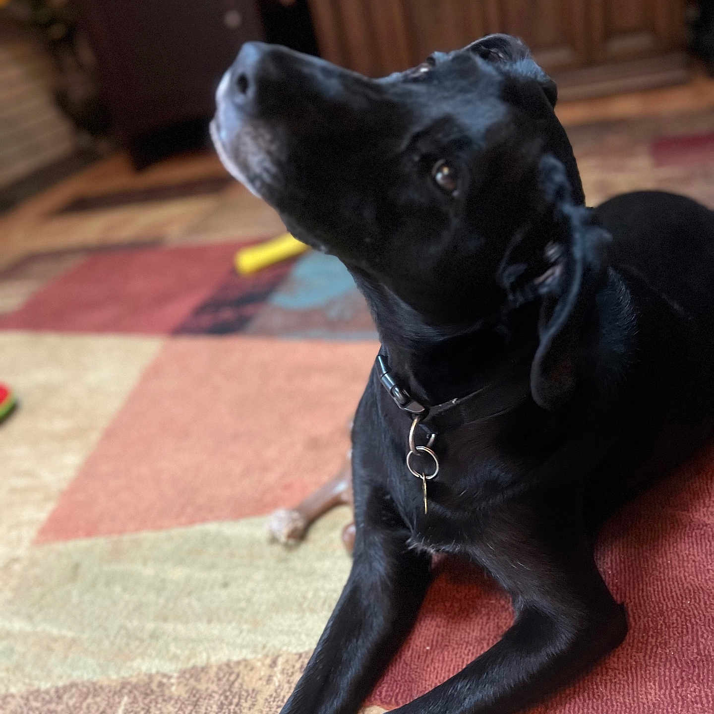 Chloe joined the competition — help win amazing prizes! dog, black_dog, pet, animal, canine, lying_down, sitting, head_tilt, collar, indoor, living_room, rug, wooden_floor, cabinet, home, portrait, closeup, black_fur, alert, cute