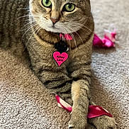 Abbey is registered to the contest to win money with this photo: animal, carpet, cat, closeup, collar, crossed_legs, cute, domestic_cat, feline, fur, green_eyes, heart_shaped_tag, indoor, paws, pet, pink_ribbon, playing, relaxed, tabby, whiskers
